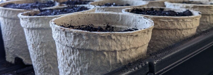 Twelve fibre pots, each about three inches tall, sit in a plastic tray. Dirt is just barely visible in the tops of the pots.