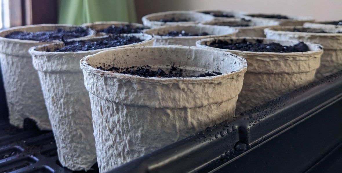 Twelve fibre pots, each about three inches tall, sit in a plastic tray. Dirt is just barely visible in the tops of the pots.