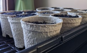 Twelve fibre pots, each about three inches tall, sit in a plastic tray. Dirt is just barely visible in the tops of the pots.
