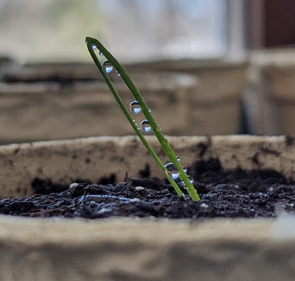 All of my onions are&nbsp;up!
