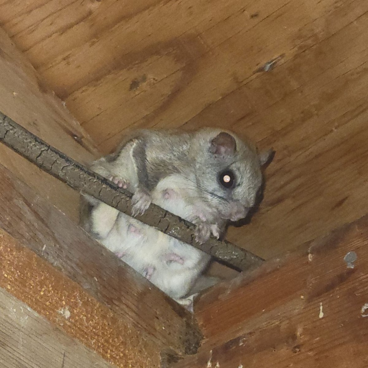 Surprise–a flying squirrel!