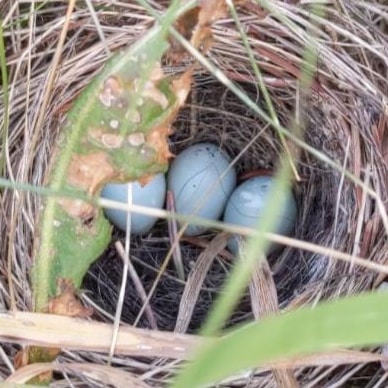 Under the Brush&nbsp;Pile