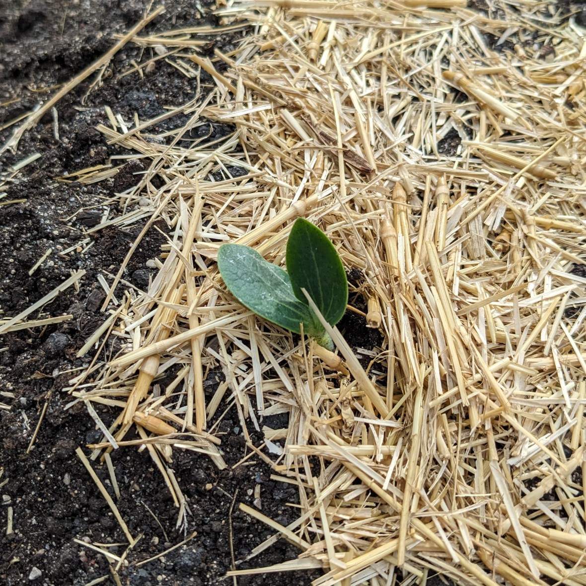 A Zucchini Experiment