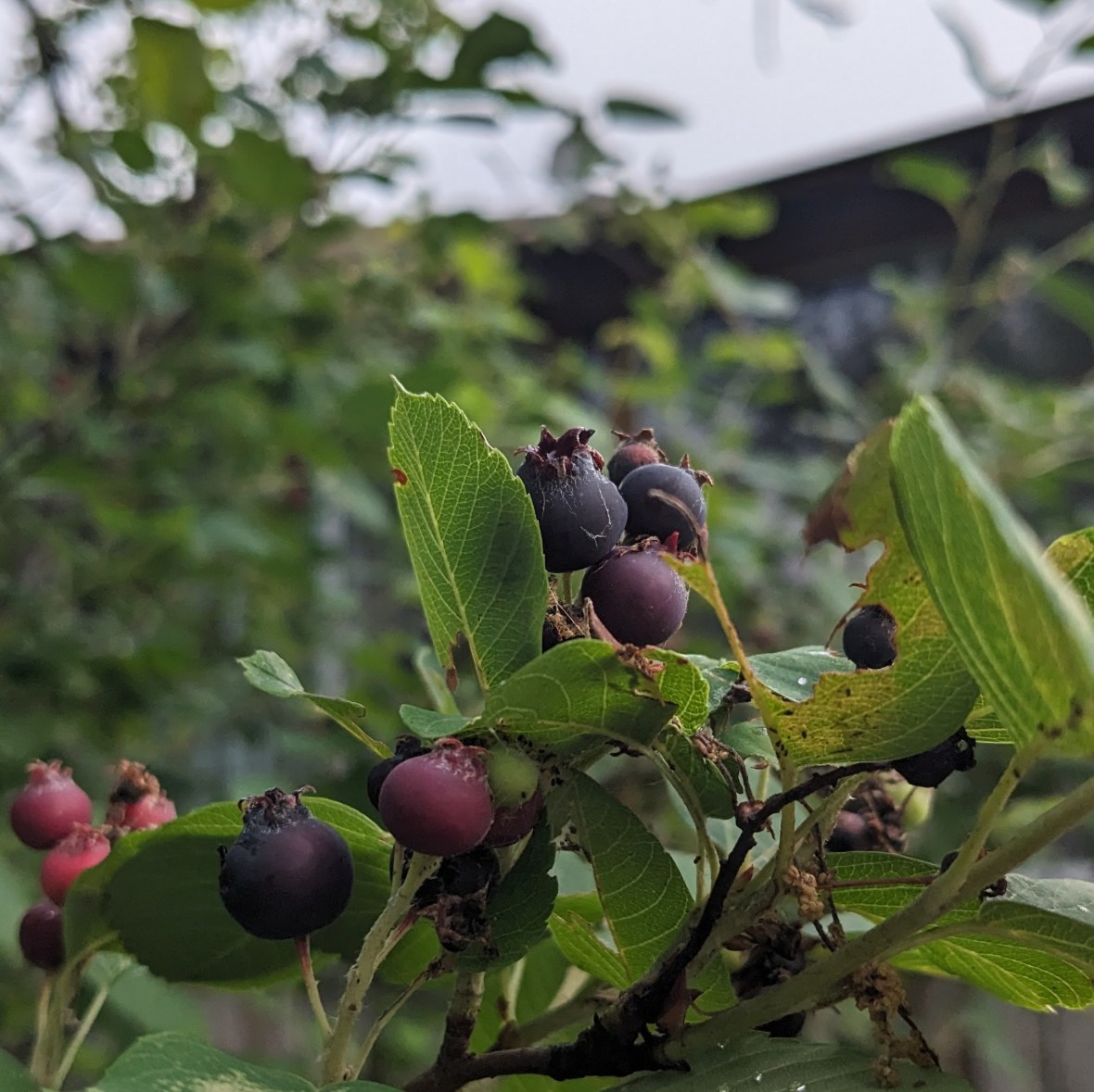 First Saskatoons of the&nbsp;Season
